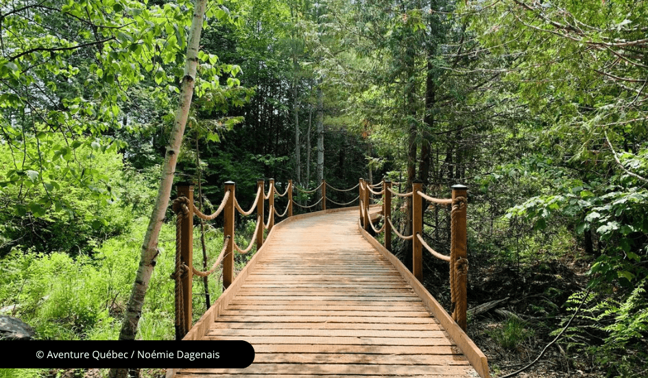 Un trottoir en bois dans un sentier en forêt.